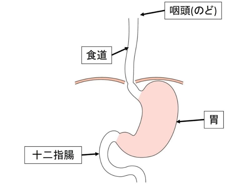 胃のイラスト